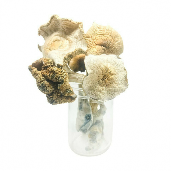 Golden Teacher Magic Mushrooms