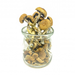 Penis Envy Magic Mushrooms