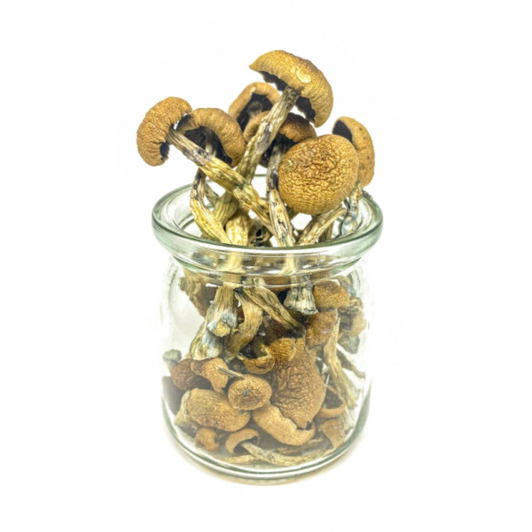 Penis Envy Magic Mushrooms