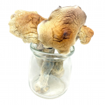 Amazonian Magic Mushroom