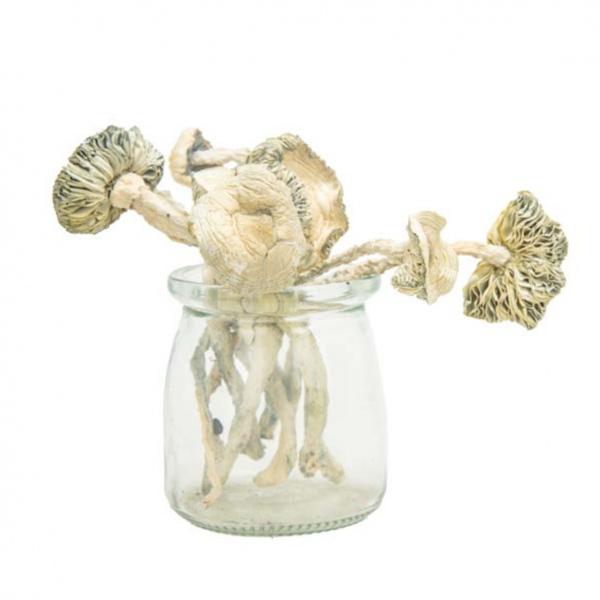 Coasta Rican Magic Mushroom