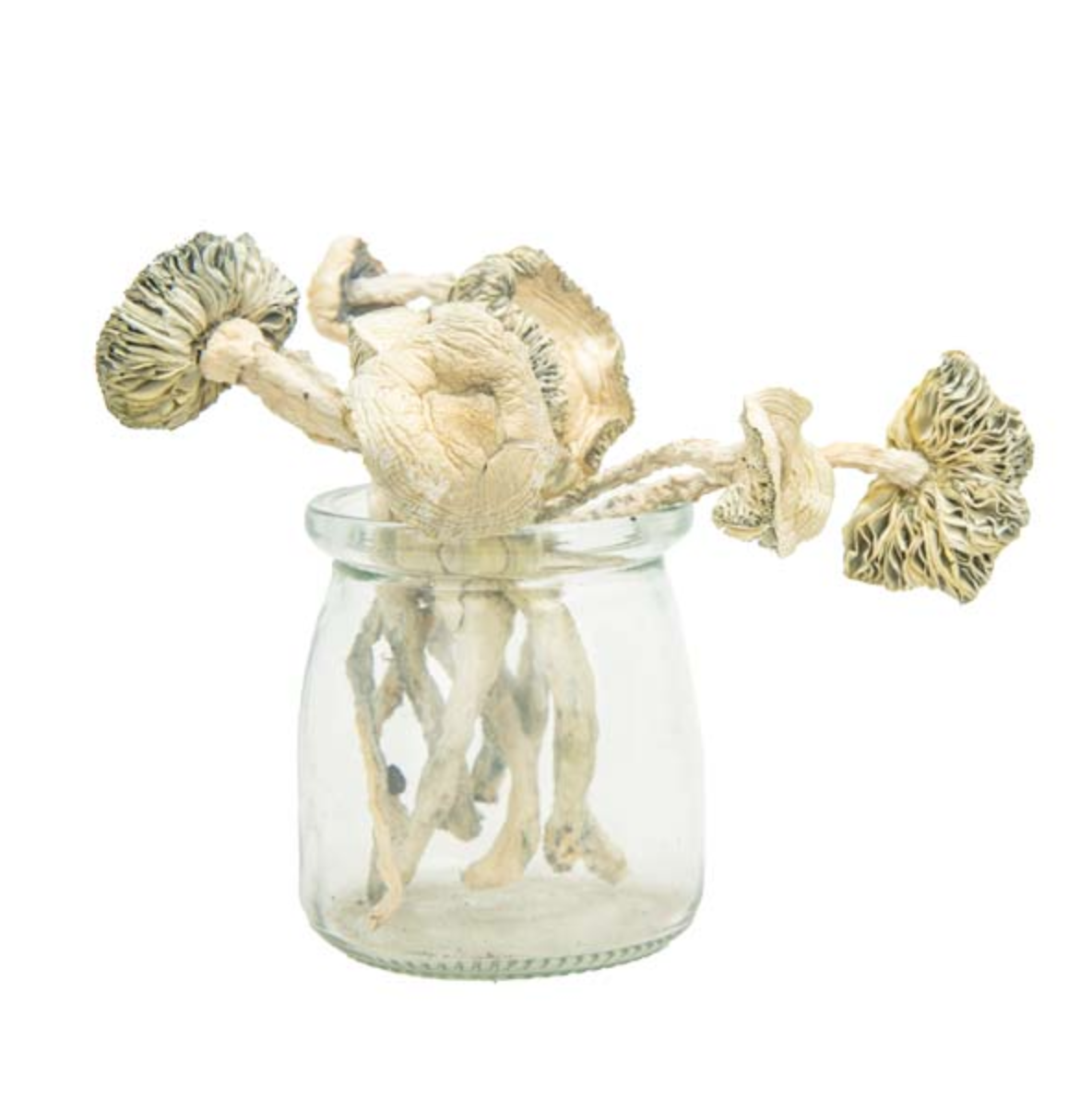 Coasta Rican Magic Mushroom