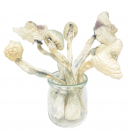 Great White Monsters Magic Mushroom