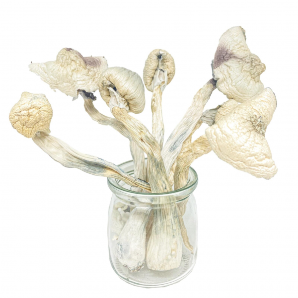 GWM Great White Monsters Magic Mushroom