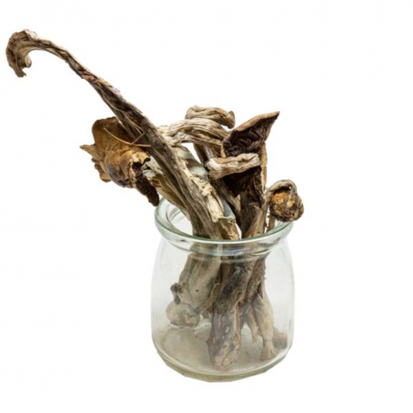 Mammoth Magic Mushrooms