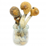 Mexican Dutch King Magic Mushroom