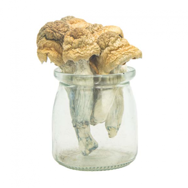 Monster Mack Magic Mushrooms