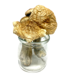 Treasure Coast Magic Mushrooms