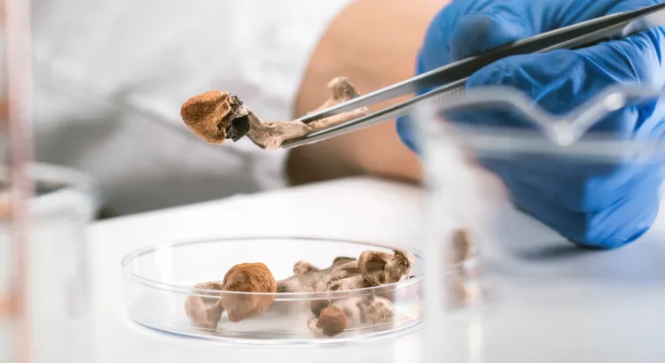 Microdosing Psychedelics