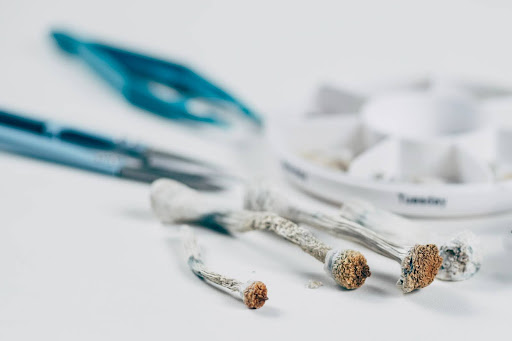 Best Magic Mushroom Strains: A Guide to Popular and Potent Varieties