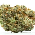 Wet Dream Sativa AAA