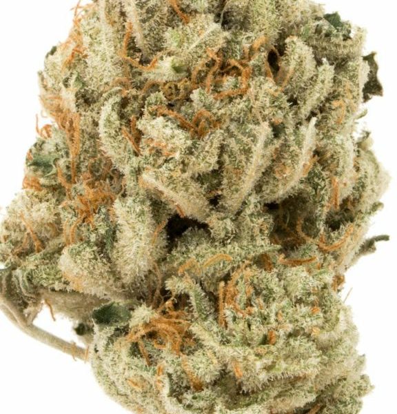 Cinderella 99 Hybrid AAA