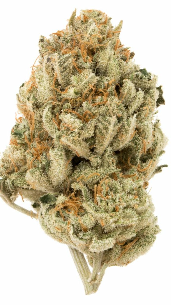 Cinderella 99 Hybrid AAA